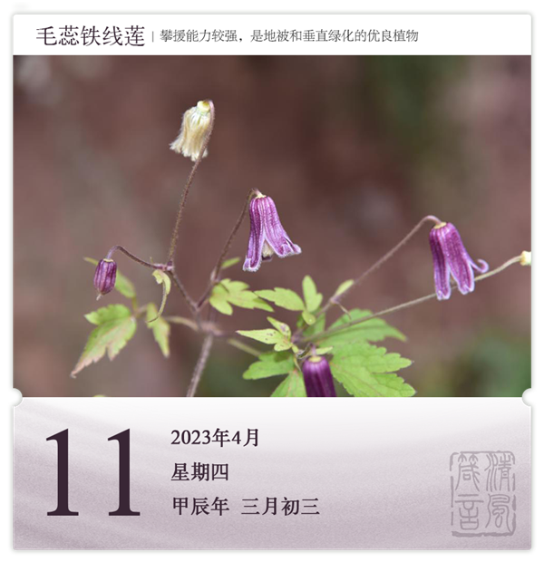箴历日历4-11.png