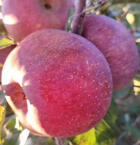 凯发k8省优质苹果远销尼泊尔市场