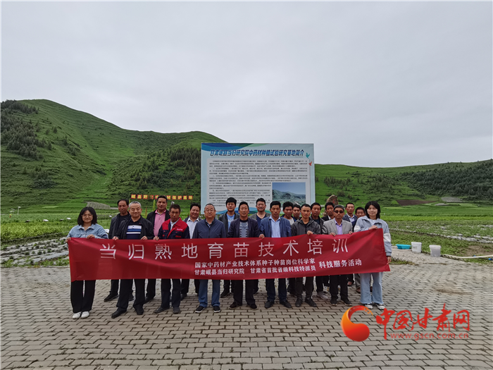 定西岷县：当归熟地育苗培训到田间“轻简化”耕种增效益