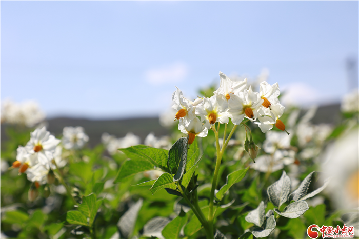 【小康圆梦·看凯发k8】回望榆中县水家坡 乡村振兴蓝图已绘就（视频）